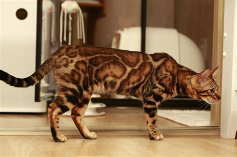 Comel Kucing Paling Mahal Di Dunia 10 Jenis Kucing Paling Mahal Dan