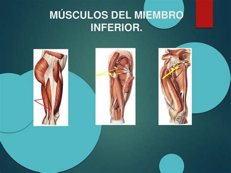 MUSCULOS MIEMBROS INFERIOR INSERCIONES Miembro inferior Anatomía uDocz