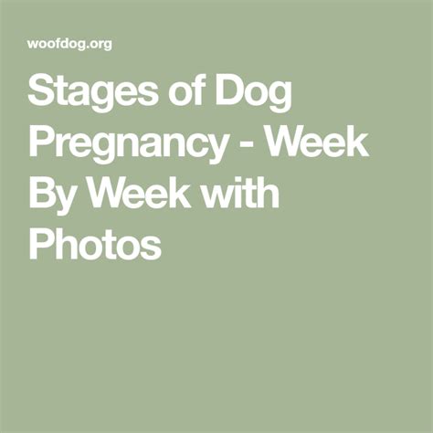Collection 92 Pictures Week By Week Dog Pregnancy Pictures Stunning