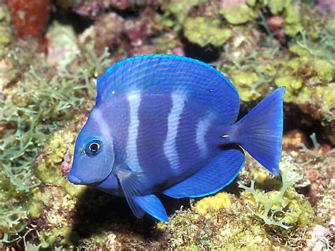 World Visits Tropical Fish Wonderful Natural Color Design