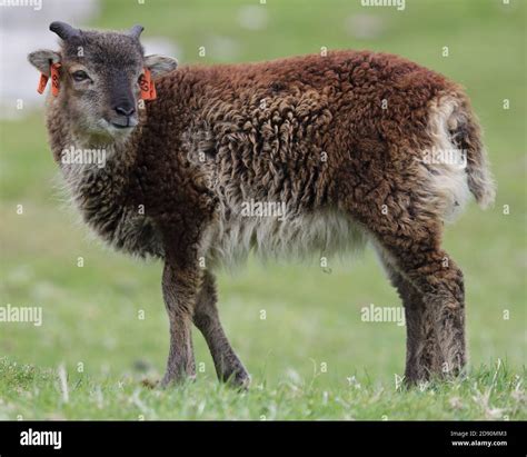 Soay Sheep High Resolution Stock Photography And Images Alamy