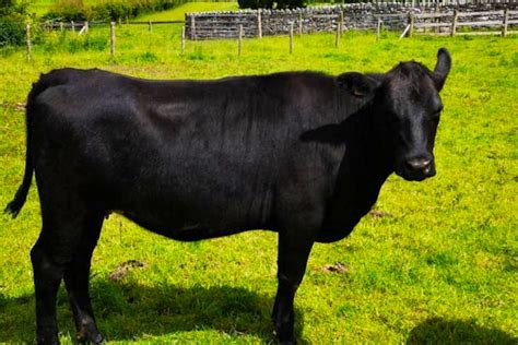 11 Aberdeen Angus Hereford Cross Breeding Heifers Sellmylivestock