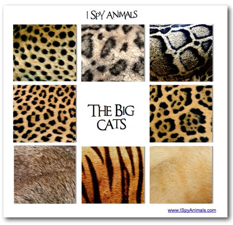 A different color, usually darker, over the center of the back. How to be a BIG cat… | I Spy Animals