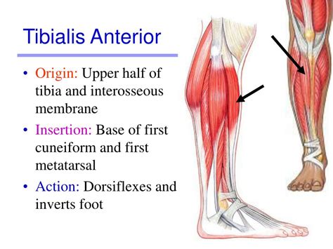 Insertion Of Tibialis Anterior Musculoskeletal