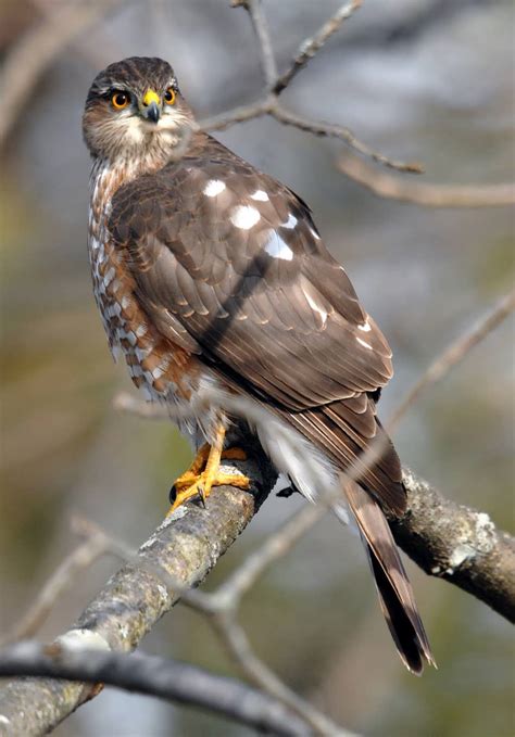 Sharp Shinned Hawk Range