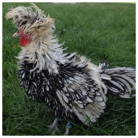 My Only Frizzled Silver Laced Polish Fancy Chickens Hen Chicken