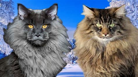 Norwegian Forest Cat Vs Maine Coon Cat And Dog Lovers