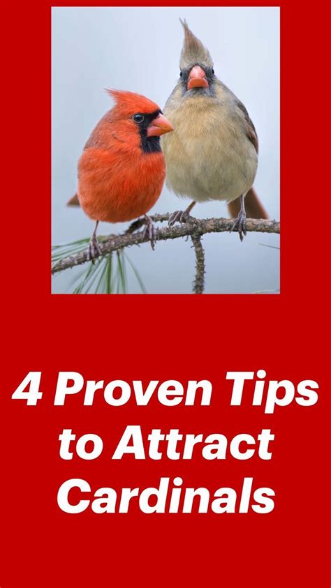 How To Attract Birds How To Attract Hummingbirds Backyard Birds