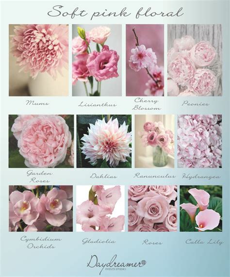 Pink Flower Names Ideas For Ts Decorations And More Floraqueen My Xxx Hot Girl