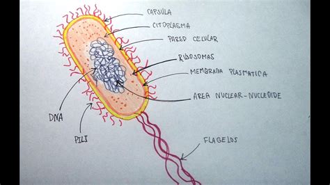 Ciencias Naturales 45 Aprende A Dibujar Una Bacteria Y Sus Partes