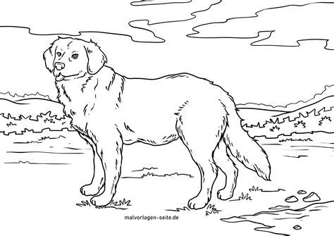 Coloring page golden retriever Dogs  free coloring pages