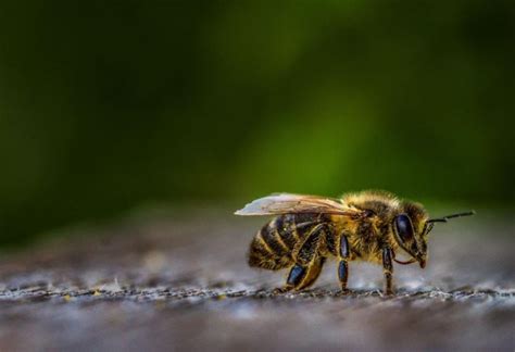 ¿por qué las abejas son importantes para la biodiversidad del planeta el bien social