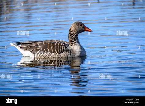 Greylag Goose Gosforth Park Natere Reserve Stock Photo Alamy