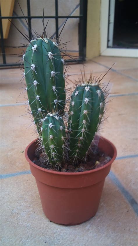 Este cactus lleva el nombre de su tendencia a ser una planta de floración nocturna. Stetsonia Coryne : Cactus y Suculentas de Amanecer