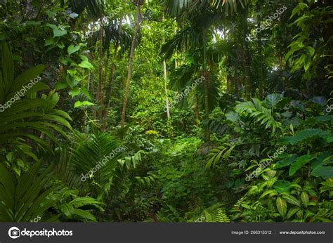 Tropical Rain Forest Asia Stock Photo By ©teotarras 266315312