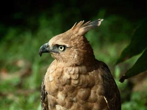 Burung Garuda Sejarah Makna Fakta Unik Lengkap Irieq Blog