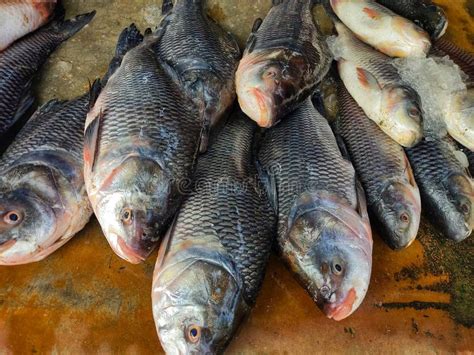Pile Of Rohu Catla Carp Fish Sale In Indian Fish Market Stock Image