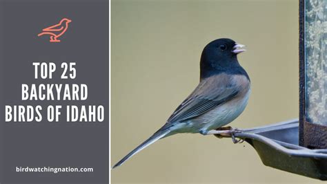 Top 25 Beautiful Backyard Birds Of Idaho To Look Out For Birdwatching