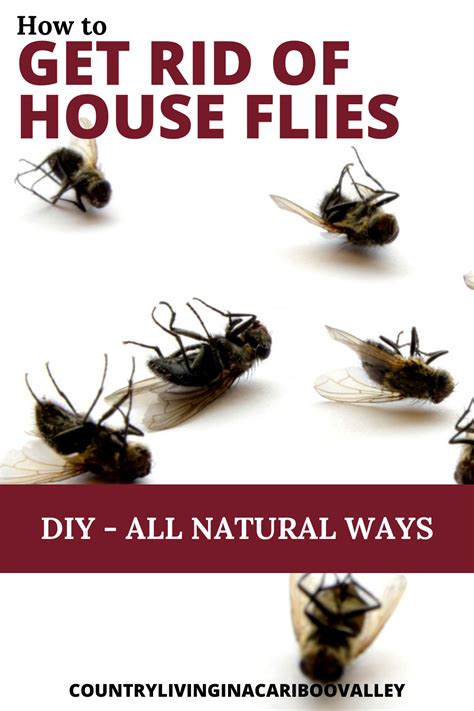 Get Rid Of House Flies Natural Ways To Kill Flies Without Chemicals Fly Repellant Diy Get