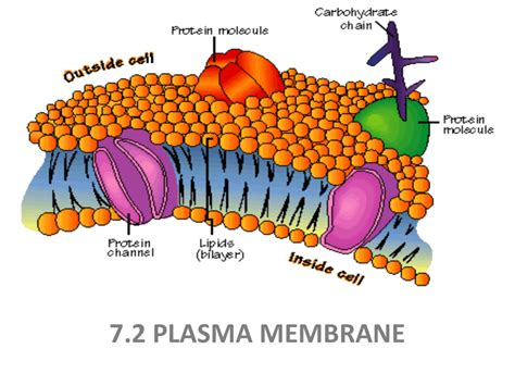 Plasma Membrane Labelled Diagram