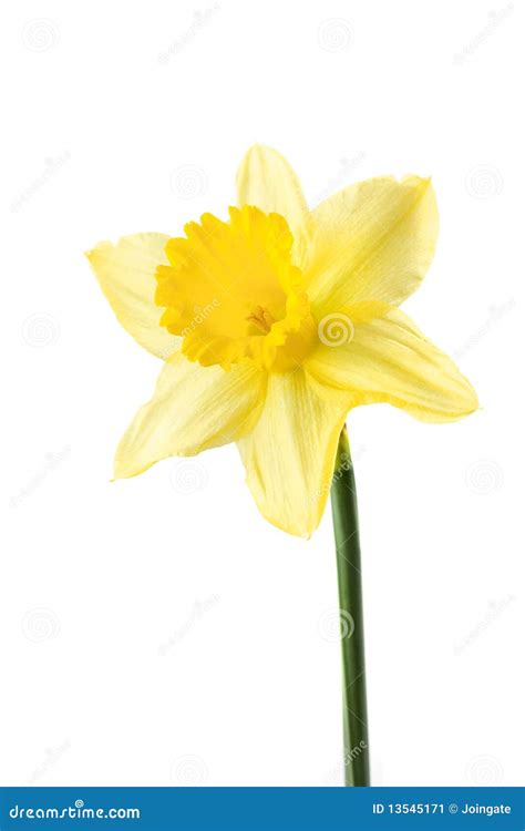 Single Daffodil On White Stock Image Image Of Spring 13545171