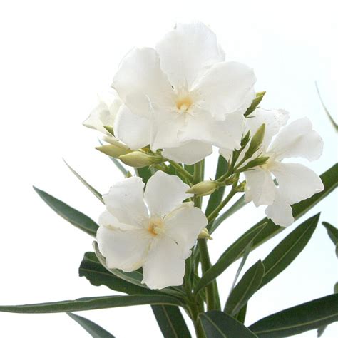White Oleander Flowers Close Up Isolated On White Background Photograph