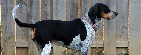 Blue Tick Hound Puppies Bluetick Coonhound Dog Breed Information