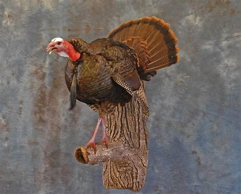 Turkey Taxidermy In Ohio