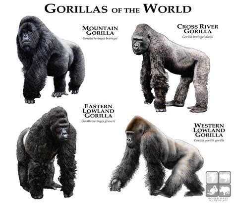 Gorilla Di Montagna Gorilla Gorilla Gorilla Illustrazione Animali