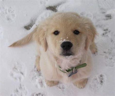 Golden Retriever Puppy In The Snow Silver Chinchilla