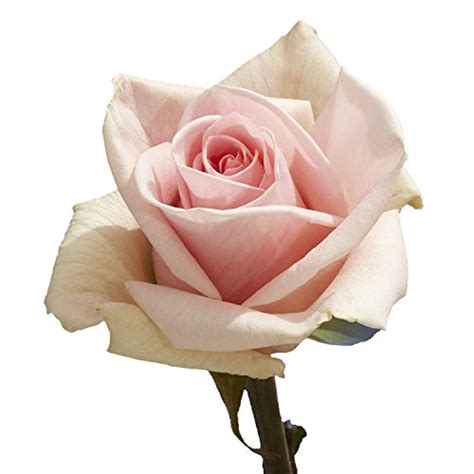 Globalrose Pink Roses Fresh Flower Delivery 50 Lovely Stems Pricepulse