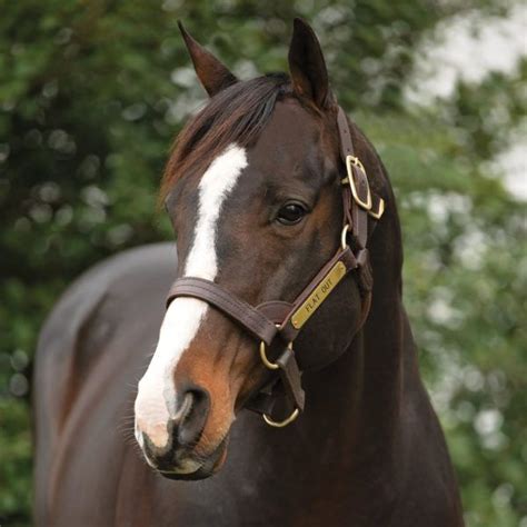 Stallions Spendthrift A Kentucky Thoroughbred Stallion