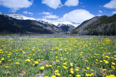 National Wildflower Week And Photo Contest