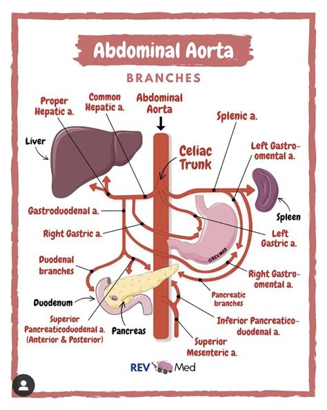 Pin By Roxy On Medicine Abdominal Aorta Anatomy Lessons Pancreatic