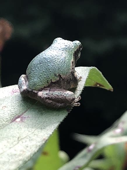 Baby Tree Frog Project Noah