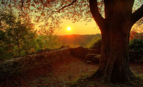 Photography Nature Plants Landscape Trees Fall Sunset Walls
