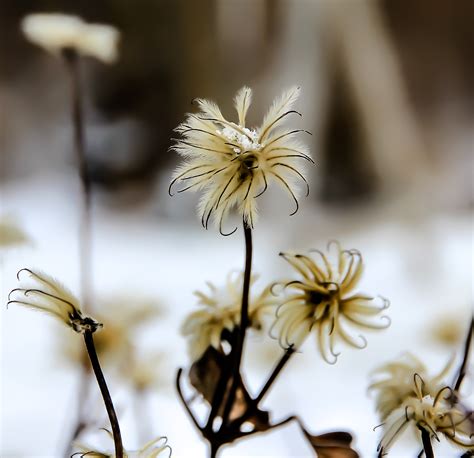 무료 이미지 자연 분기 눈 감기 겨울 사진술 꽃잎 서리 마른 봄 가을 식물학 닫다 플로라 시즌