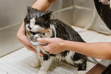 4 Essential Tips For Grooming Your Cat Lucky Dawg Salon Grooming In California