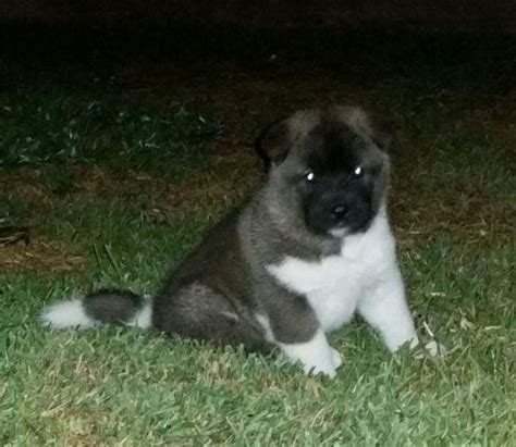 Koti akitas in akitas since 1981. AKC Akita Puppies for sale for Sale in Downey, California ...
