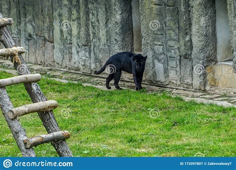 A Black Panther Is The Melanistic Color Variant Of Any Big