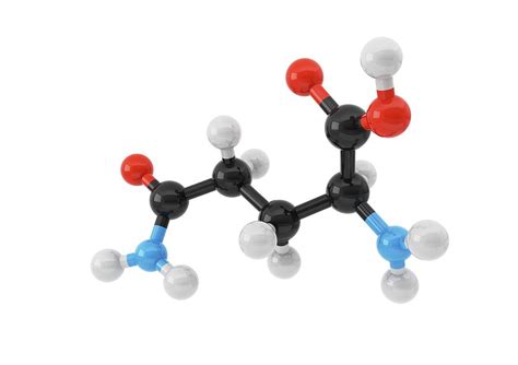 Glutamine Amino Acid Molecule Photograph by Maurizio De Angelis/science ...