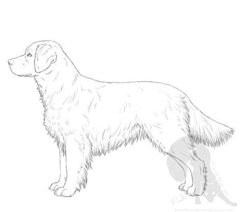 Pics For How To Draw A Golden Retriever Sitting Golden Retriever