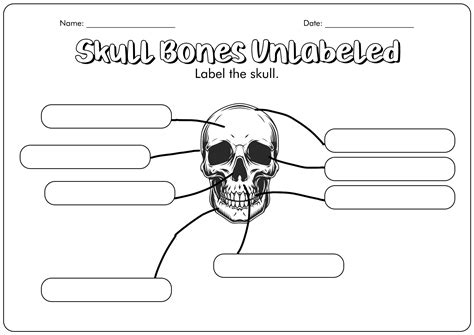Skull Labeling Worksheets Free PDF At Worksheeto Com
