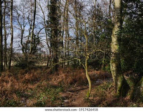 Beech Tree Sapling Caught Sunlight Stock Photo Shutterstock