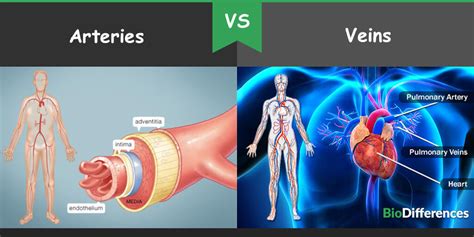 Difference Between Arteries And Veins