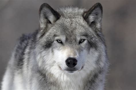Portrait Of A Wolf Stunning Canvas Print Photowall