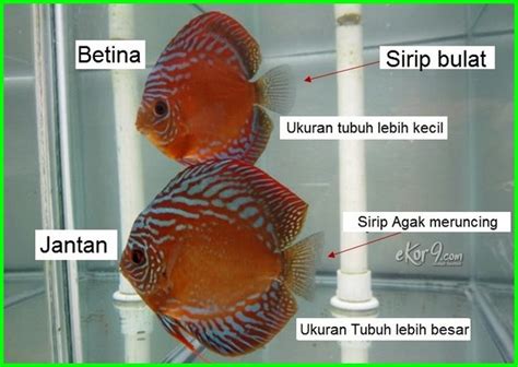 Lovebird jantan dan betina sebenarnya bisa dibedakan dengan beberapa cara mudah. Panduan Lengkap, Cara Merawat Ikan Discus - Dunia Fauna , Hewan , Binatang & Tumbuhan - Dunia ...