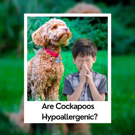Are Cockapoos Hypoallergenic Good For Allergy Sufferers Oodle Life