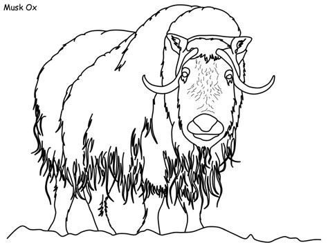 Printable Ox Coloring Page