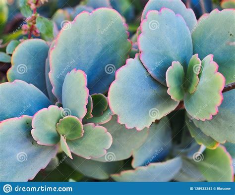 Pink Rimmed Green Succulent Leaves Stock Photo Image Of Juicy Detail